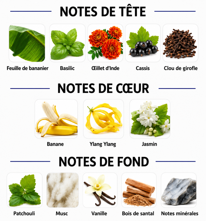 Notes Olfactives