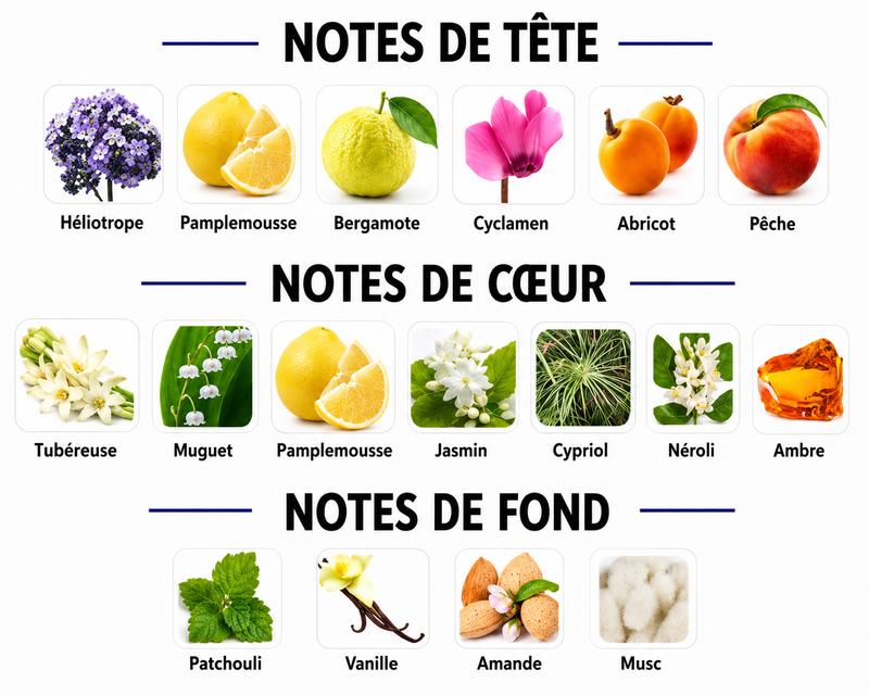 Notes Olfactives